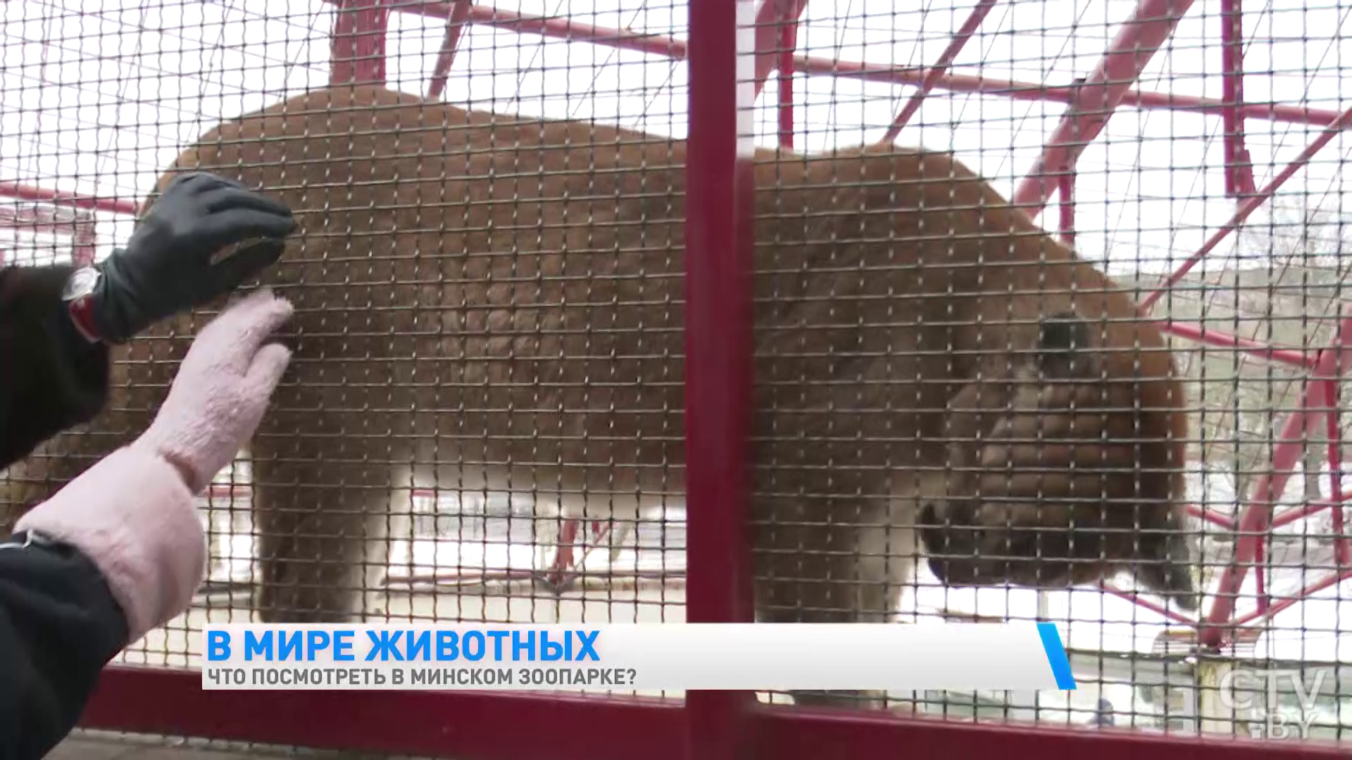 «У каждого животного свой график». Экскурсия в Минский зоопарк-46