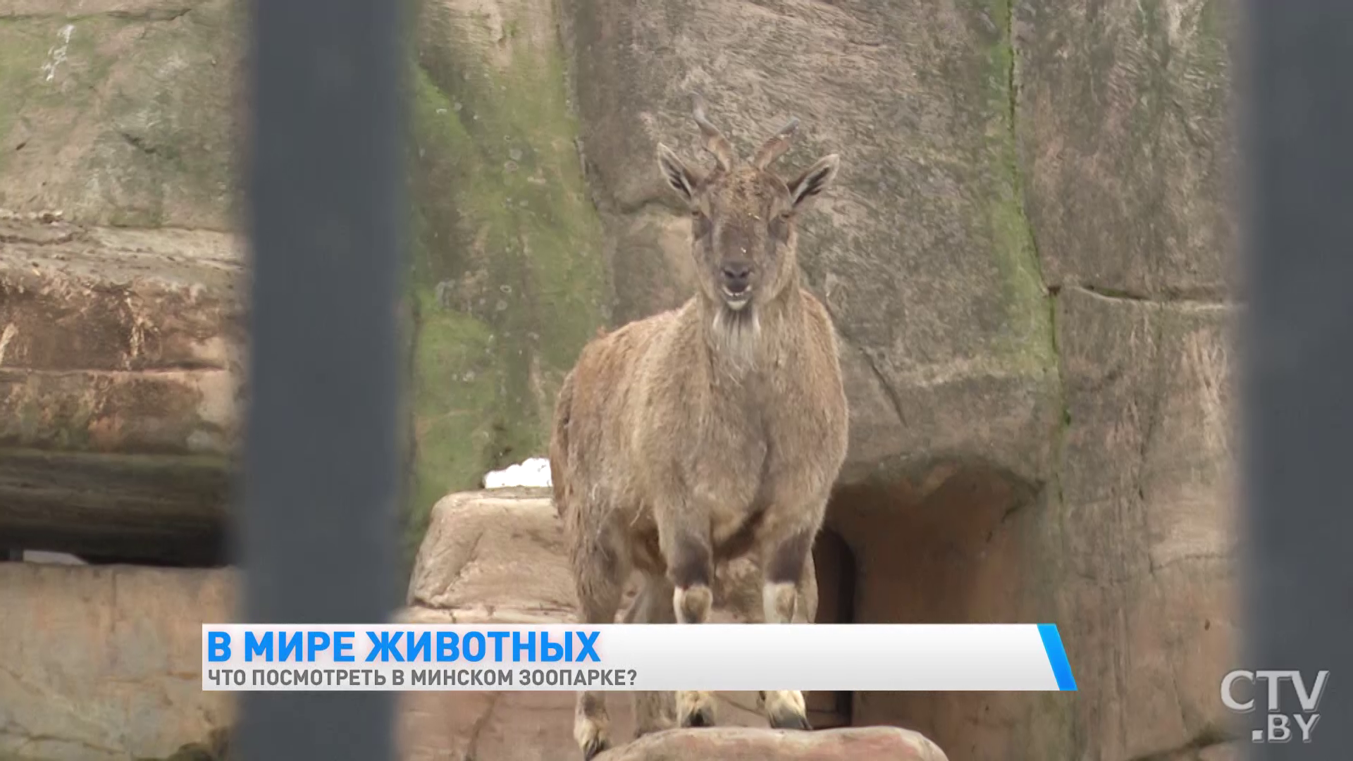 «У каждого животного свой график». Экскурсия в Минский зоопарк-7