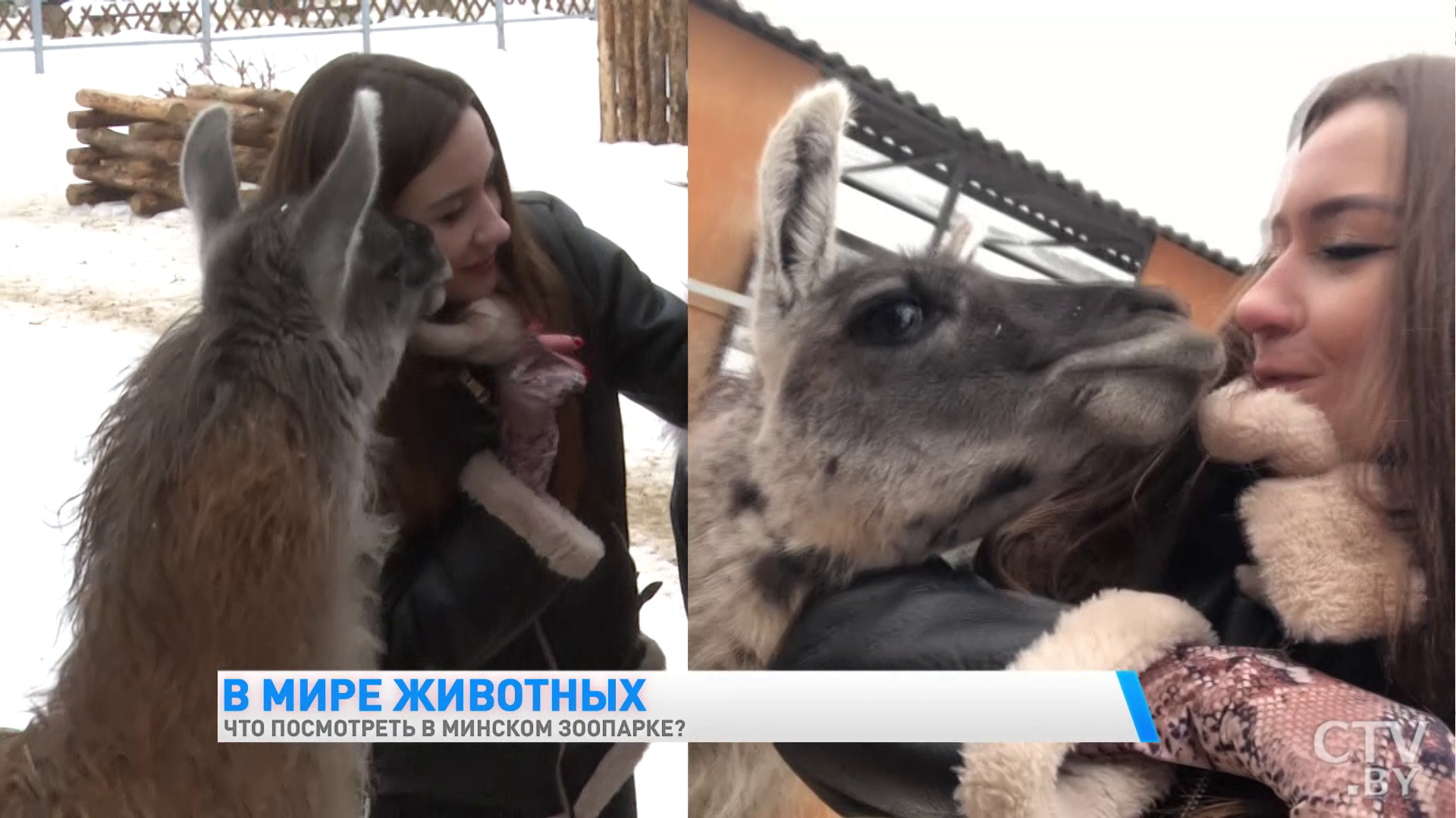 «У каждого животного свой график». Экскурсия в Минский зоопарк-13