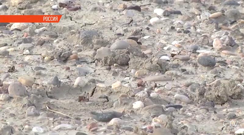 В Ставропольском крае из-за нашествия саранчи введён режим чрезвычайной ситуации-1