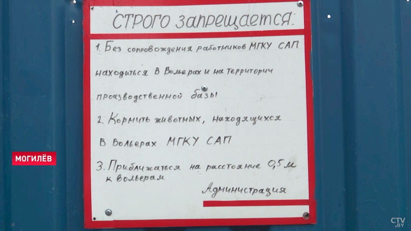 Если лечение бесполезно – эвтаназия. В Беларуси растёт количество безнадзорных кошек и собак-13