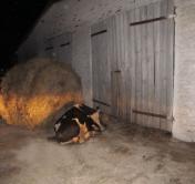 В Миорском районе двое парней попытались украсть молодого быка