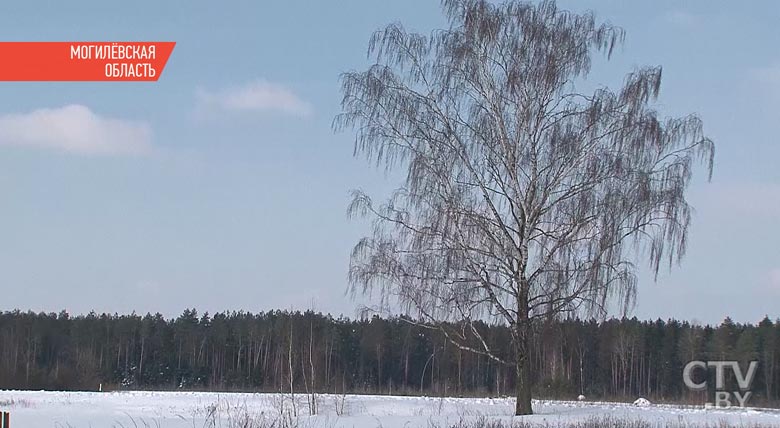 «Смотрю: пять штук волков стоят на дороге». Из-за морозов дикие животные начали ближе подходить к домам людей-1