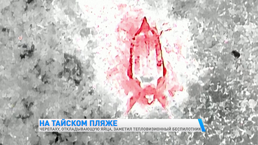 Уникальные кадры! Морская черепаха откладывает яйца – посмотрите, что заснял беспилотник-1