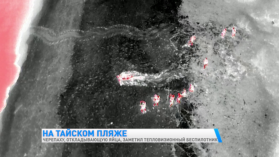 Уникальные кадры! Морская черепаха откладывает яйца – посмотрите, что заснял беспилотник-4
