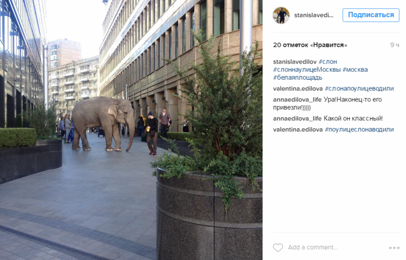 Слониха, гуляющая в центре Москвы, произвела фурор в соцсетях: фотофакт -7