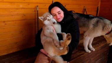 «Телячьи нежности, любят полизаться, пообщаться». Показываем место в Борисове, где можно погладить хаски