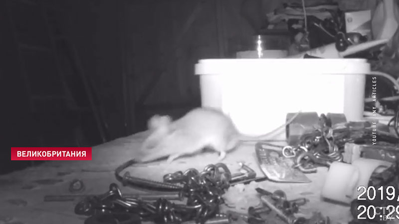 Мужчина снял на видео, как мышь наводила порядок в его гараже-3