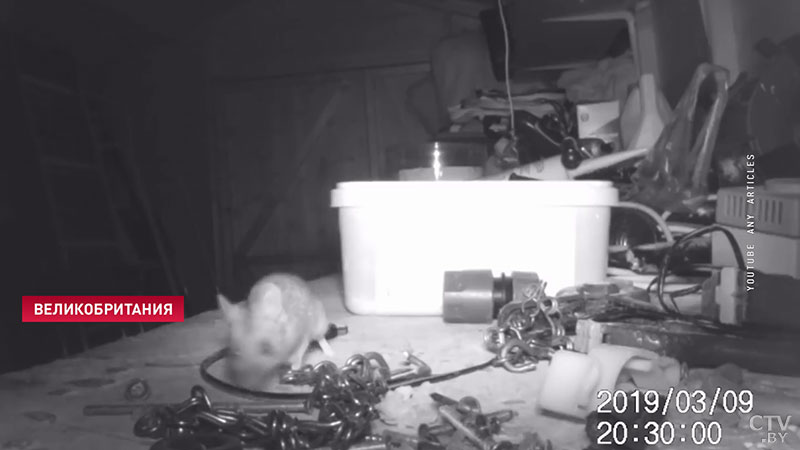 Мужчина снял на видео, как мышь наводила порядок в его гараже-1