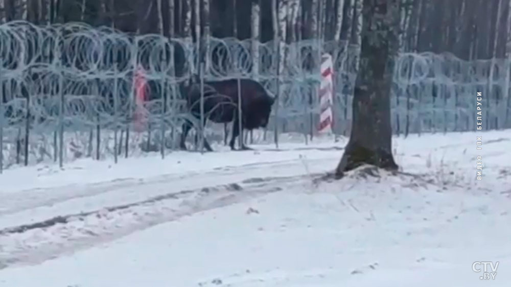 Приманивали свёклой и сеном. На белорусско-польской границе зубру помогли пройти через колючую проволоку-1