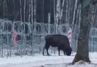 Приманивали свёклой и сеном. На белорусско-польской границе зубру помогли пройти через колючую проволоку