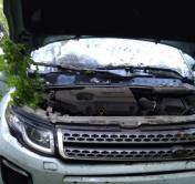В Лельчицком районе водитель на Land Rover врезалась в дерево
