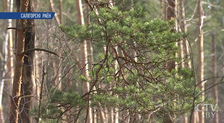 В Минской области начали обрабатывать лесопарковые насаждения от клещей-4