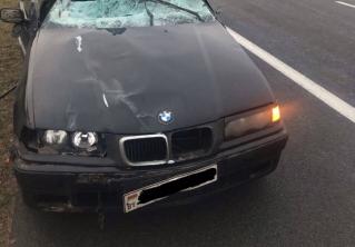 В Оршанском районе автомобиль BMW сбил на трассе лося