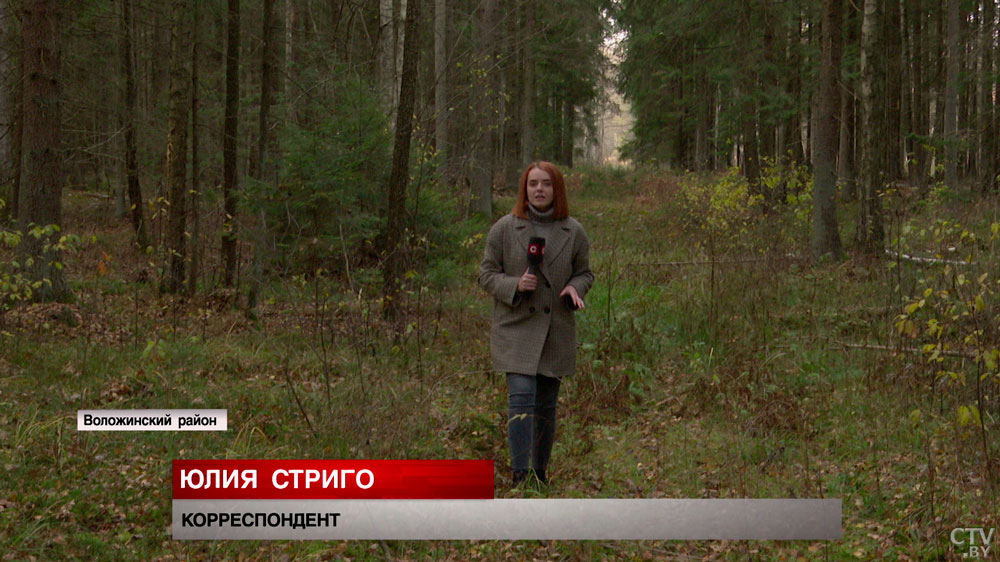 Зачем в вольерах камеры видеонаблюдения? Как в Налибокском заказнике выращивают редкий вид глухарей -1