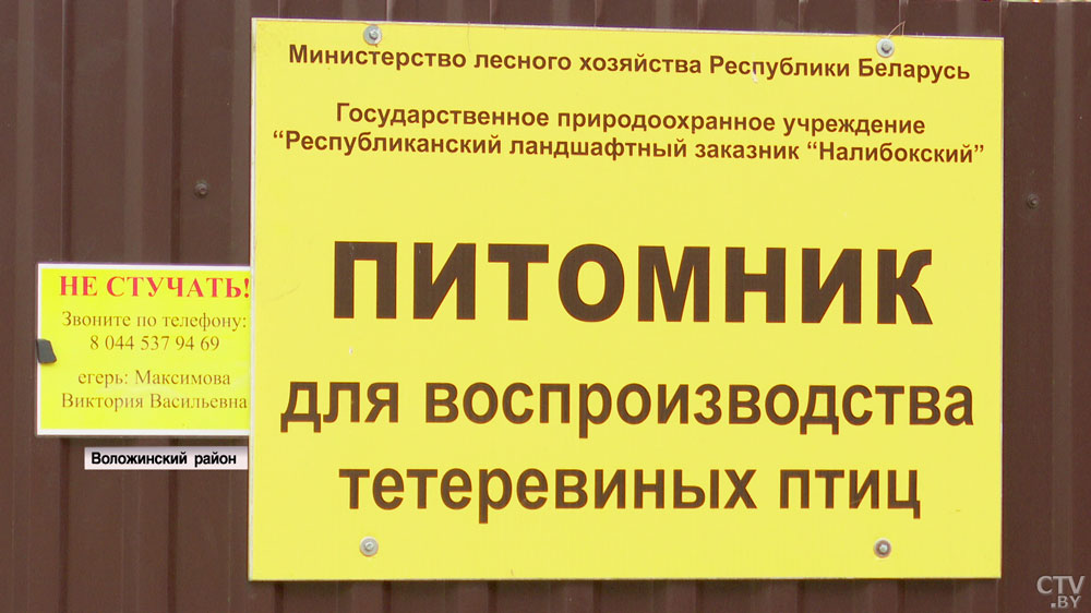 Зачем в вольерах камеры видеонаблюдения? Как в Налибокском заказнике выращивают редкий вид глухарей -4