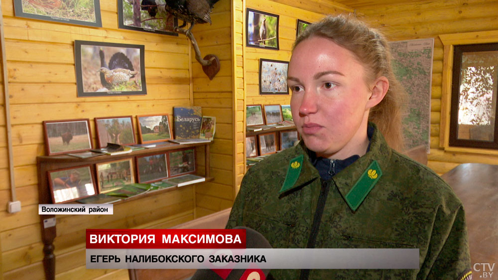 Зачем в вольерах камеры видеонаблюдения? Как в Налибокском заказнике выращивают редкий вид глухарей -7 Зачем в вольерах камеры видеонаблюдения? Как в Налибокском заказнике выращивают редкий вид глухарей -7