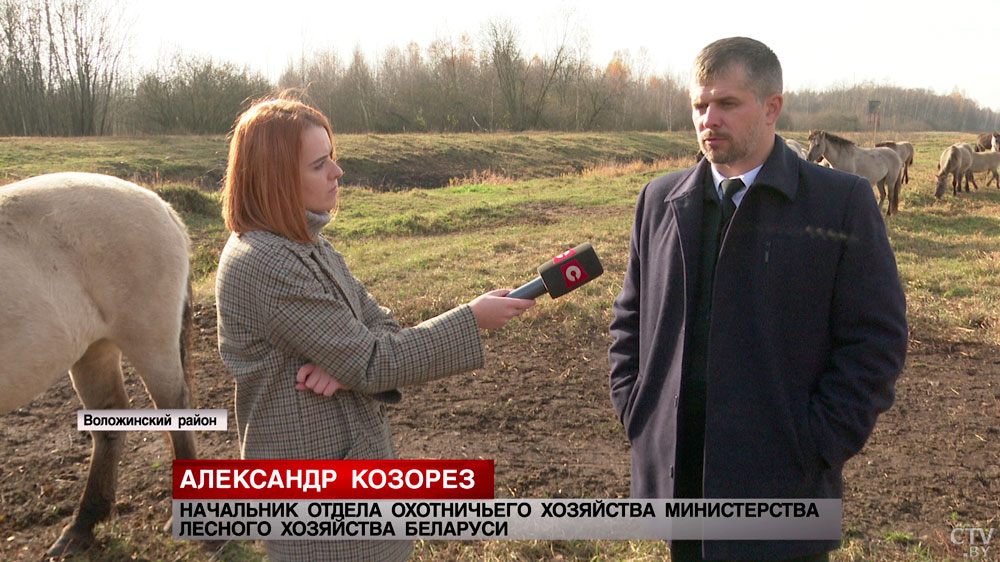 Выполняют роль газонокосилок. Кто такие тарпаны и как в Налибокском заказнике возрождают их популяцию? -7 Выполняют роль газонокосилок. Кто такие тарпаны и как в Налибокском заказнике возрождают их популяцию? -7