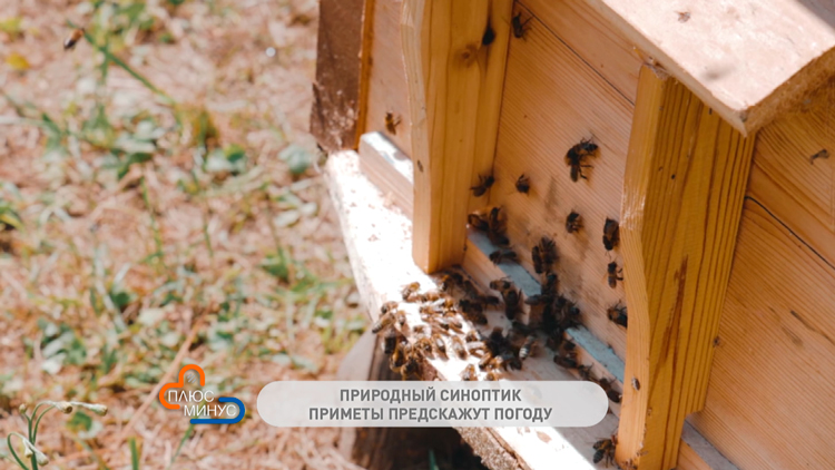 Собранные в ночь на Купалу травы обладают целебной силой – народные приметы в июле-1