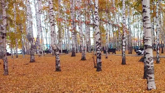 Народные приметы на октябрь. Какой будет зима и скоро ли похолодает?