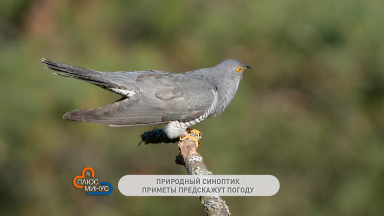 Если кукушка громко и часто кукует, будет хорошая погода. Что подскажут традиции предков?-4