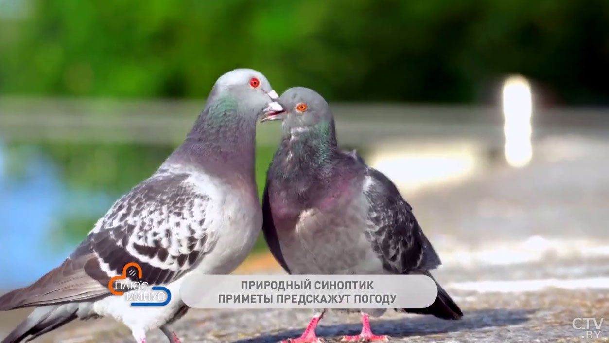 Погода 14 февраля показывает, какой будет вся весна. По каким приметам узнать, что скоро потеплеет?-7
