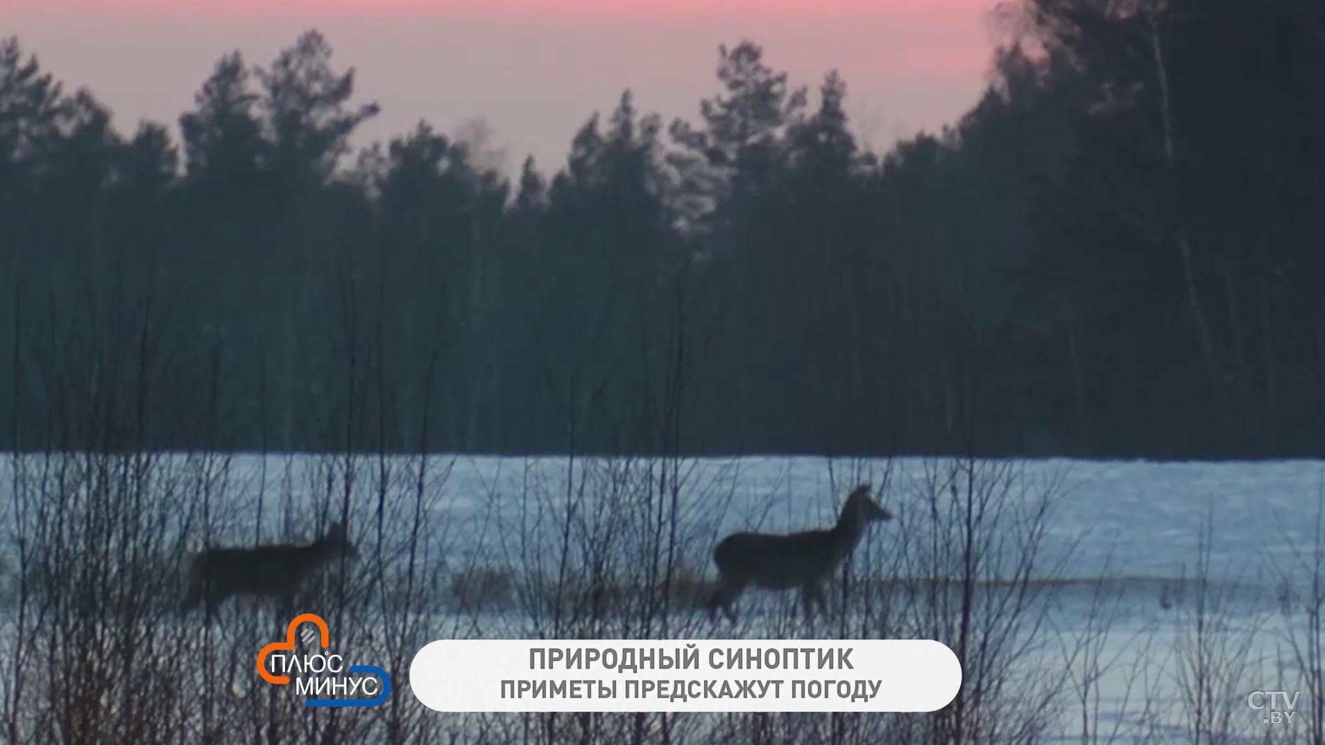 Когда нужно освящать свечи и к чему чернеет лес? Народные приметы на середину февраля-7