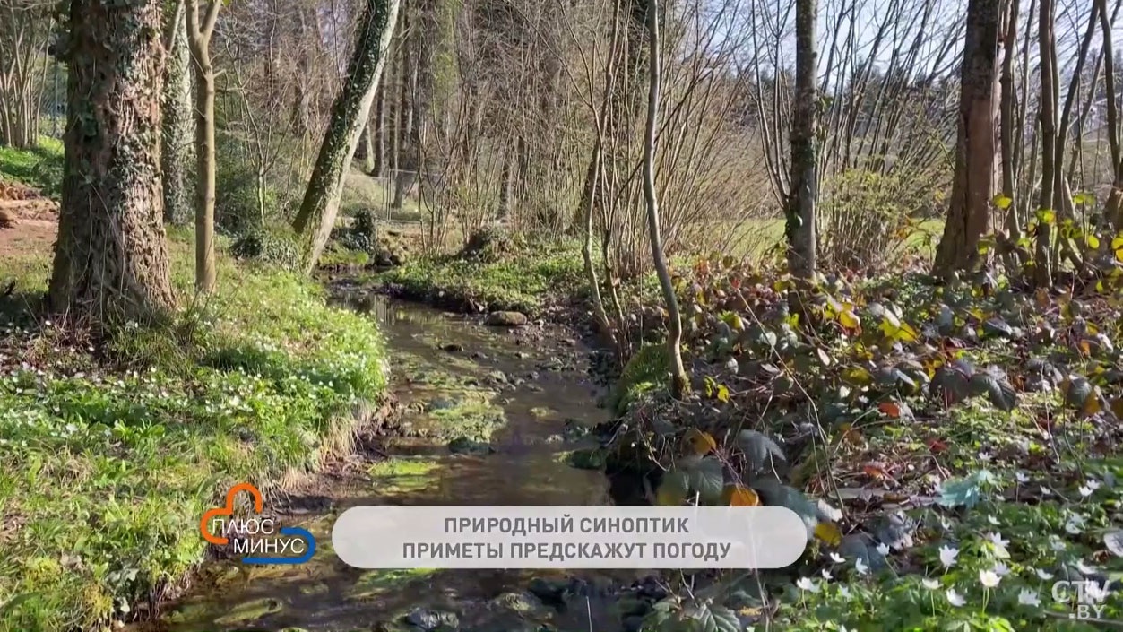 Народные приметы, которые расскажут о погоде на весь год. Наблюдаем за природой и поведением птиц-4