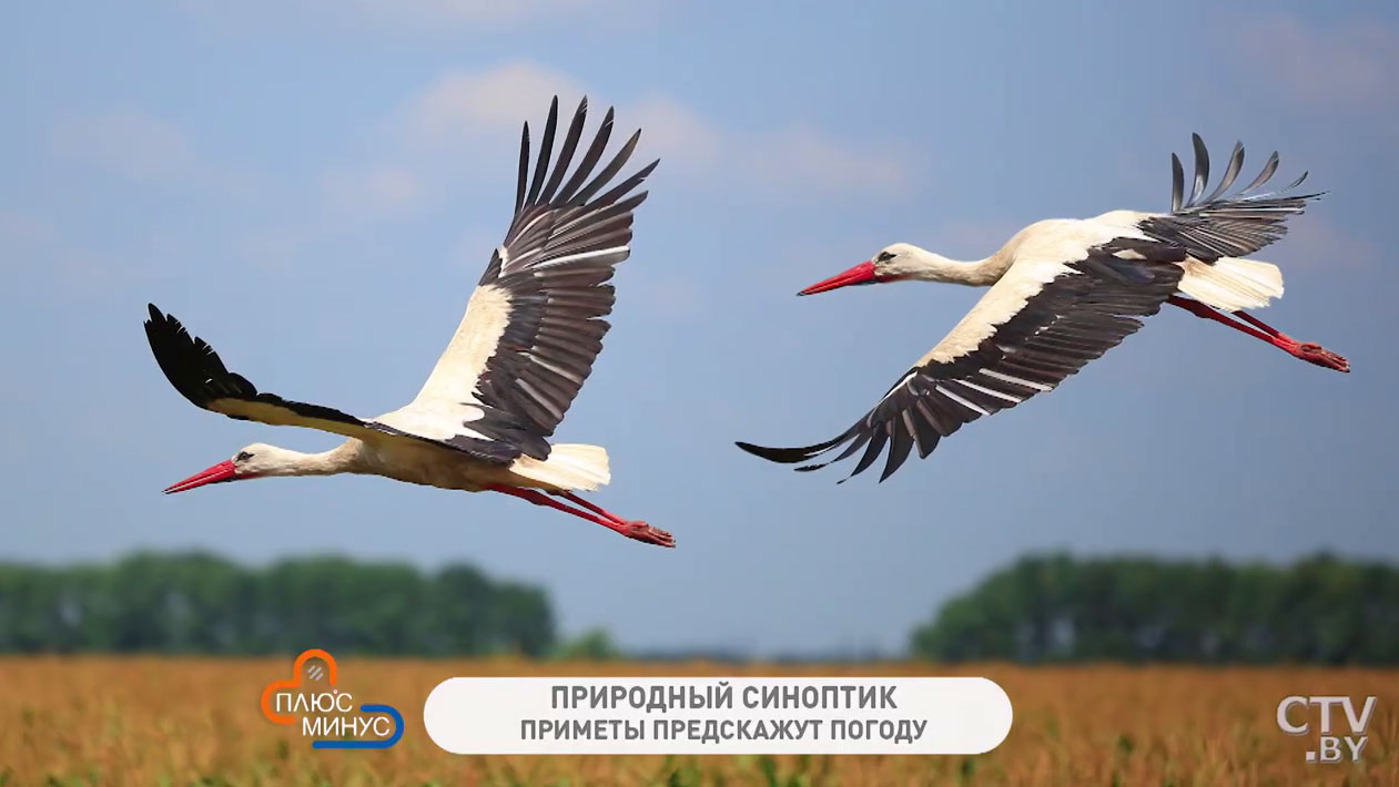 Народные приметы, которые расскажут о скором приближении весны. Вот несколько верных признаков-7