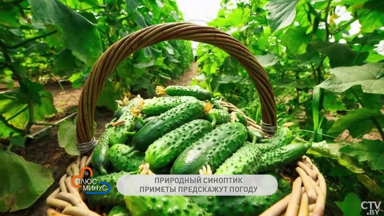 В какой день советуют вымокнуть под дождём, чтобы обрести красоту и силу? -10