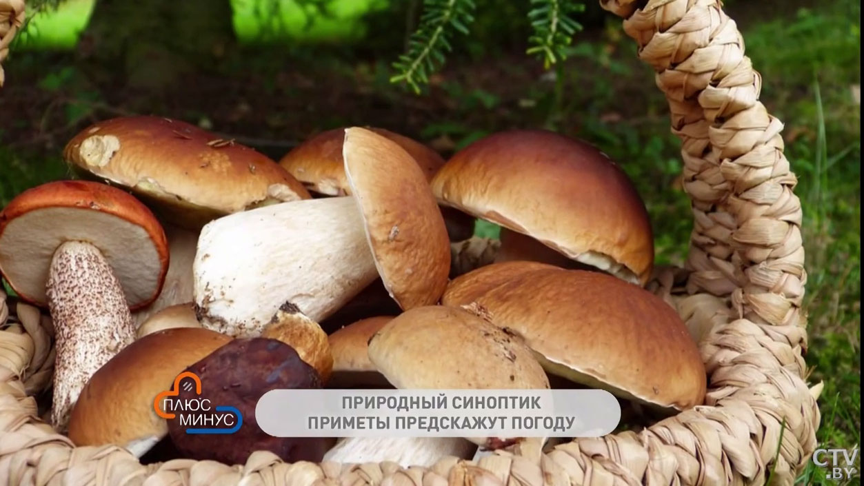 Будет ли бабье лето долгим и ждать ли богатый урожай грибов? Народные приметы на конец августа-4