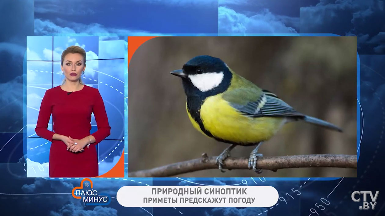 Если птицы стайками у дома – скоро придут холода. Как наши предки узнавали погоду в Синичкин праздник?-4