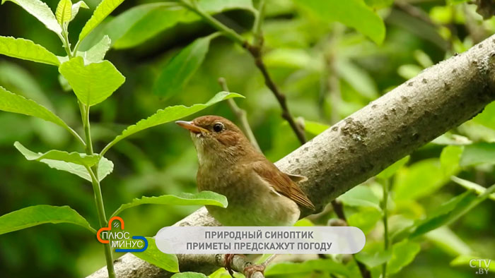 Если к 16 мая зацвела черёмуха, лето будет холодным и дождливым. Народные приметы на конец весны-1