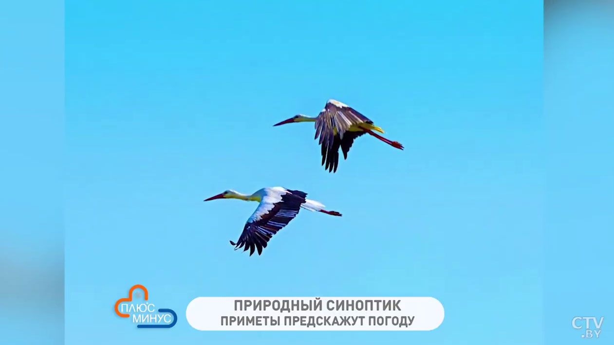 Если на Покров дождь, осень будет ненастной. Народные приметы на середину октября-1