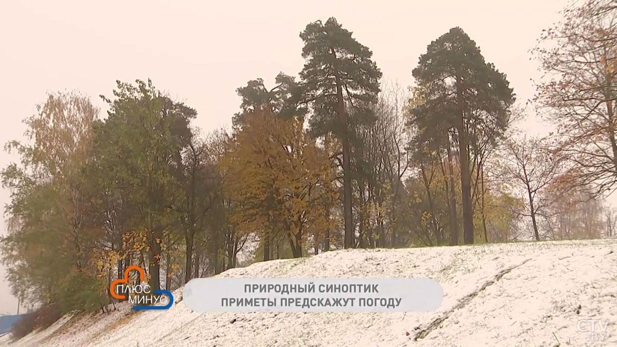 Если 15 ноября будет дождь, скоро наступят заморозки. Какие приметы подскажут приход зимы?-4