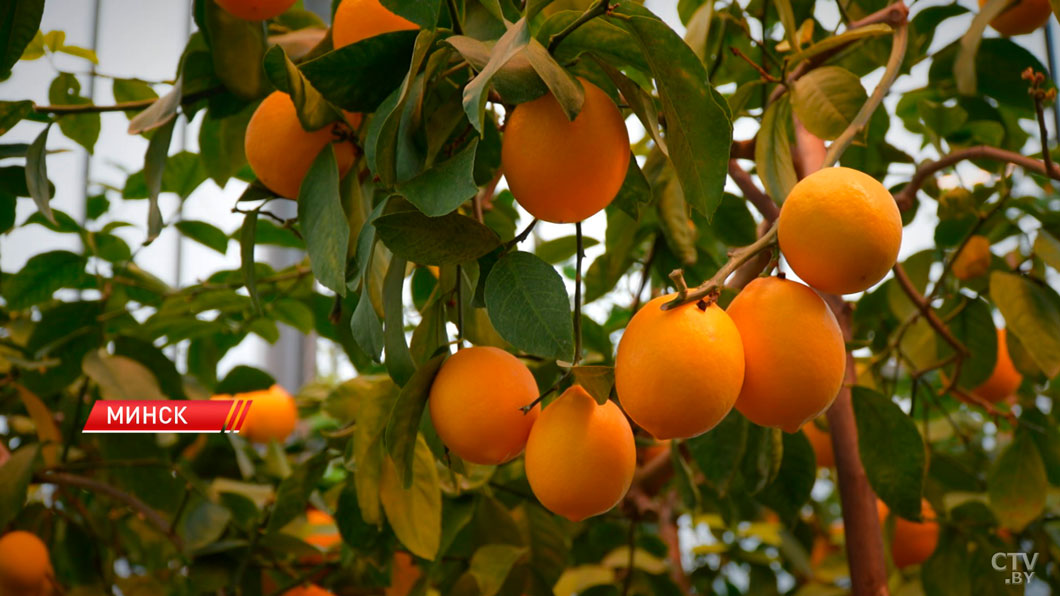 Выставка «Волшебство зимних тропиков» проходит в Центральном ботаническом саду-6