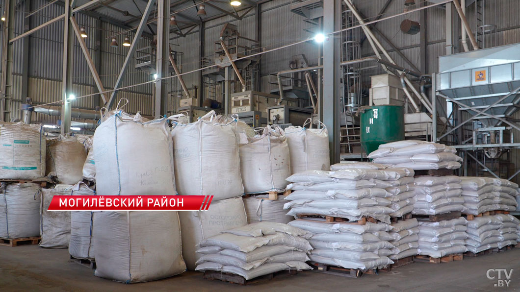 Тысячи тонн элитных семян уже прошли отбор! Как в Беларуси готовят «золотой фонд» для посевной?-2