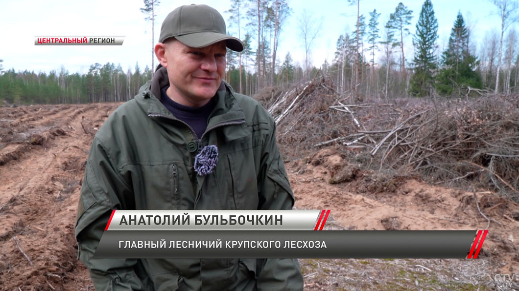 Мастер-класс по посадке деревьев! Лесничий рассказал, как восстанавливают лес после буреломов-4
