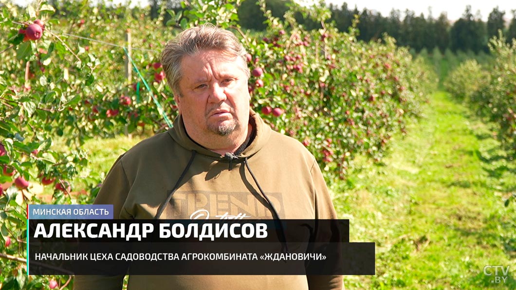 Будем ли с яблоками? Узнали, как весенние заморозки повлияли на белорусский урожай-4