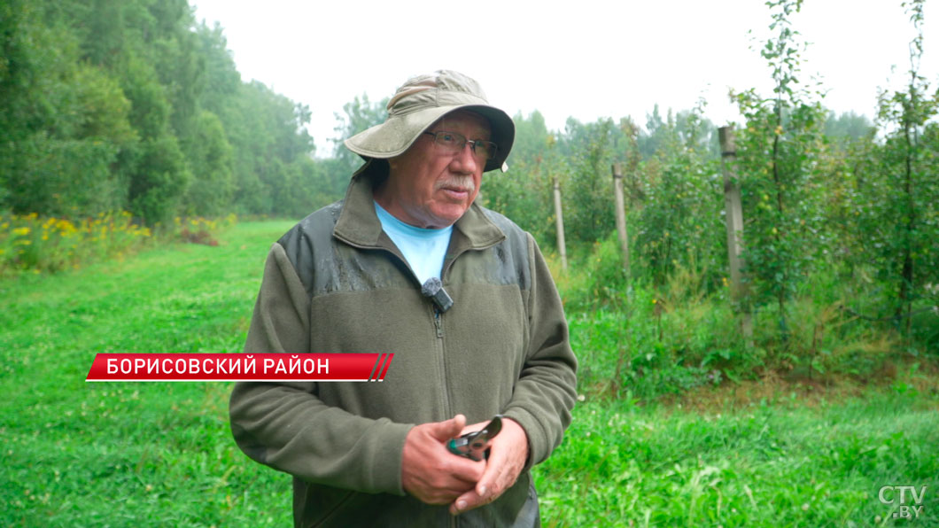 Излишки урожая яблок у населения принимают около 800 пунктов-2