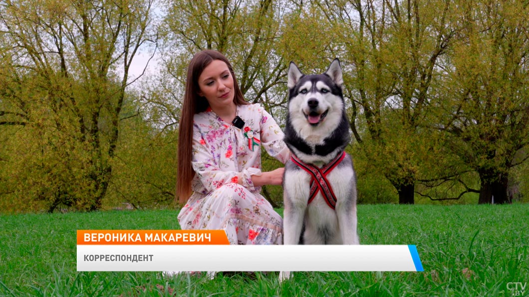 Мохнатые ангелы спасли жизни 650 тыс. человек! Рассказываем о подвиге собак на Великой Отечественной-11