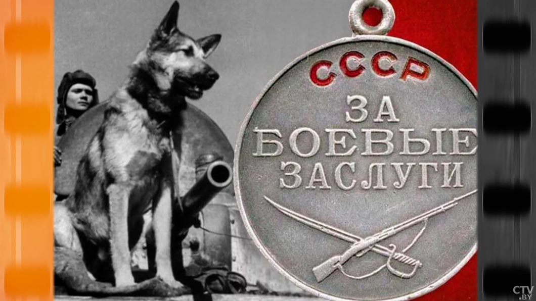 Мохнатые ангелы спасли жизни 650 тыс. человек! Рассказываем о подвиге собак на Великой Отечественной-13