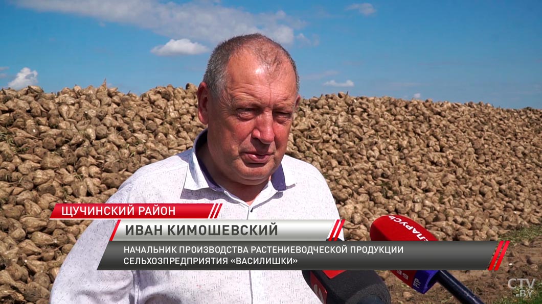 В Гродненской области стартовала уборка и заготовка сахарной свёклы-6