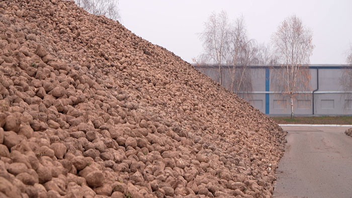 В Беларуси завершилась уборка сахарной свёклы В Беларуси завершилась уборка сахарной свёклы