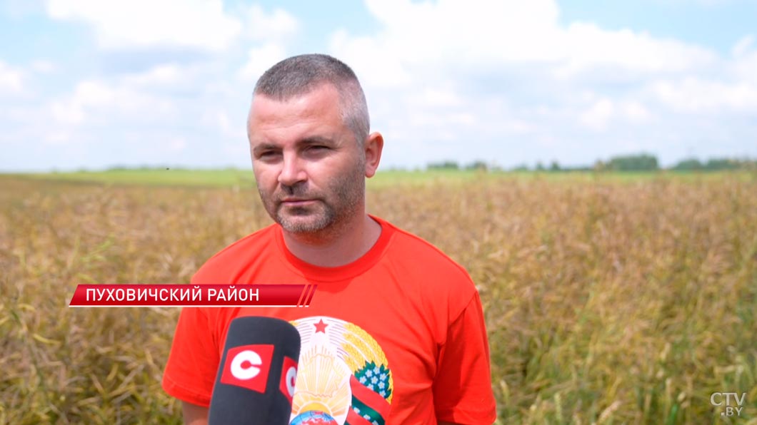 В Минской области приступили к уборке рапса-2