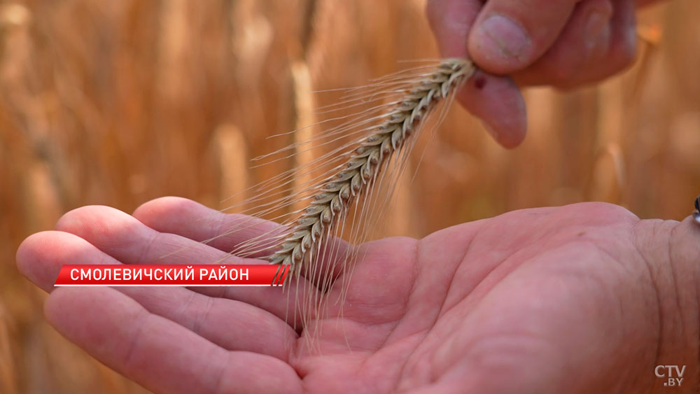 Белорусские селекционеры вывели новый сорт озимой ржи – обещают небывалый урожай-4