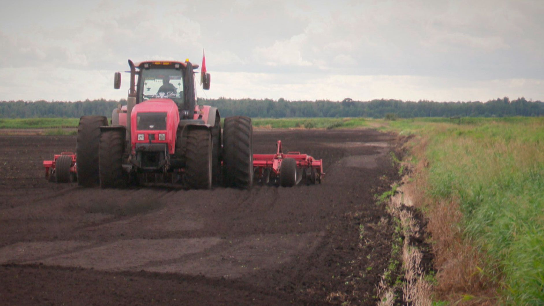 Свыше 110 тыс. гектаров озимого рапса посеяли в Минской области