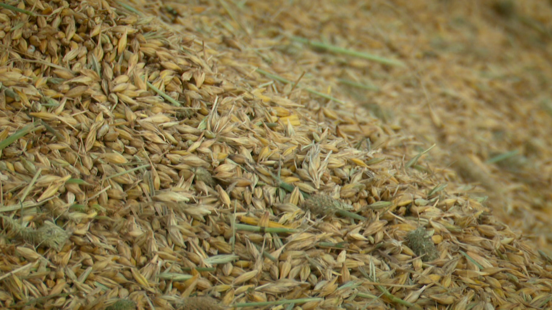 Более 13,5 тысячи тонн зерна намолотили хлеборобы в Солигорском районе