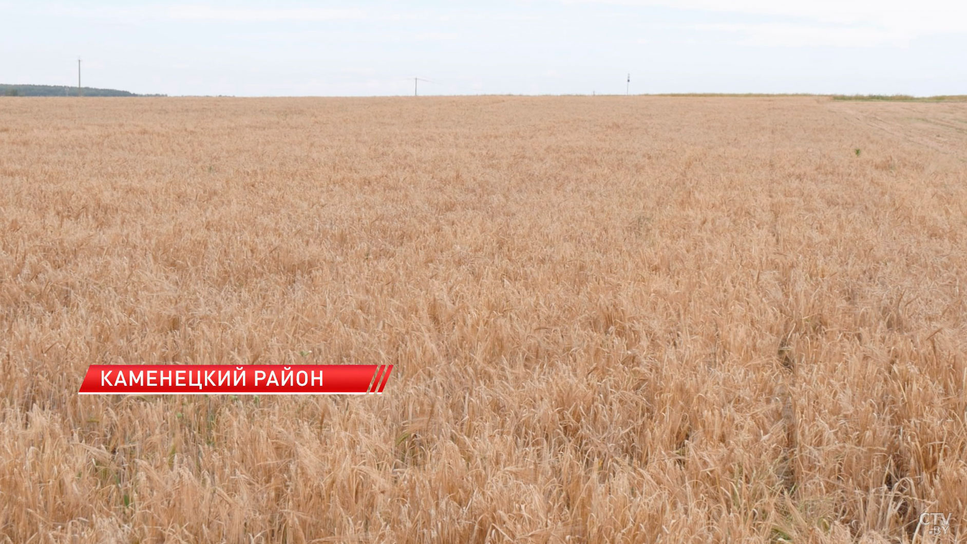 Каменецкий район первым в стране приступил к массовой уборке-14 Каменецкий район первым в стране приступил к массовой уборке-14