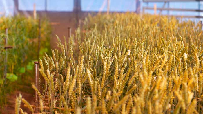 АПК зимой не отдыхает – готовы ли аграрии к морозам и в чём плюсы сугробов?